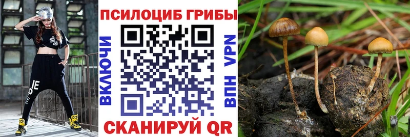 Псилоцибиновые грибы Magic Shrooms  как найти закладки  Мурино 